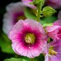 DSC_3631.jpg