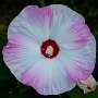 DSC_5153.jpg