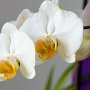 Orchidee-4.JPG