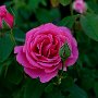 _DSC9981_DxO-(2).jpg